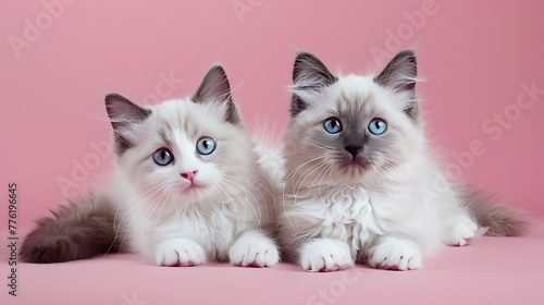 Two adorable Ragdoll cat kittens laying and sitting beside each other facing front on a pink background