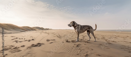 The dog on the sand beach, AI generated