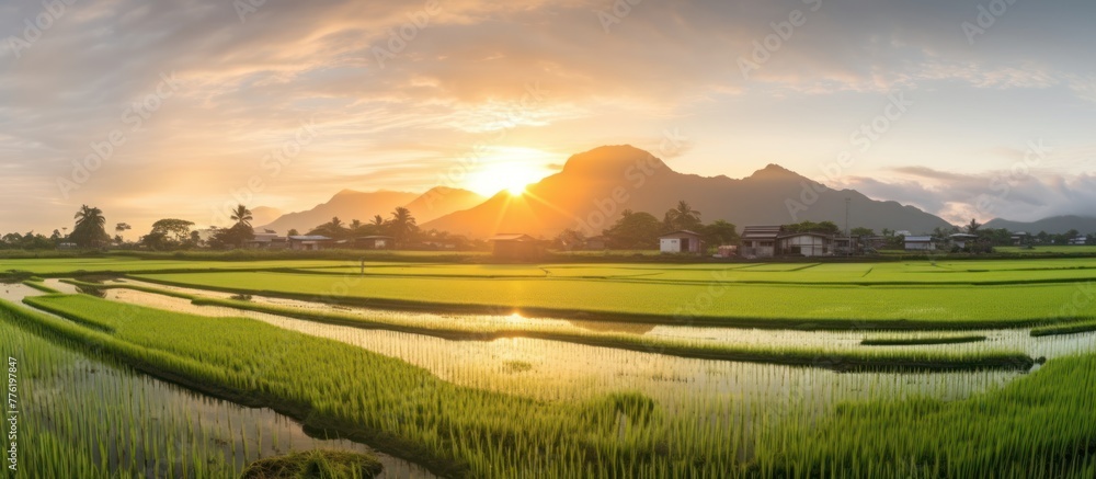 Fototapeta premium The Landscape View Of Beautiful Paddy Field With Sunrise At Brown Avenue