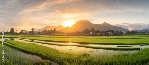 The Landscape View Of Beautiful Paddy Field With Sunrise At Brown Avenue photo