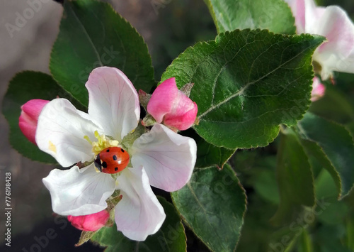 Ladybug in an apple tree flower in a spring garden on a sunny spring day..