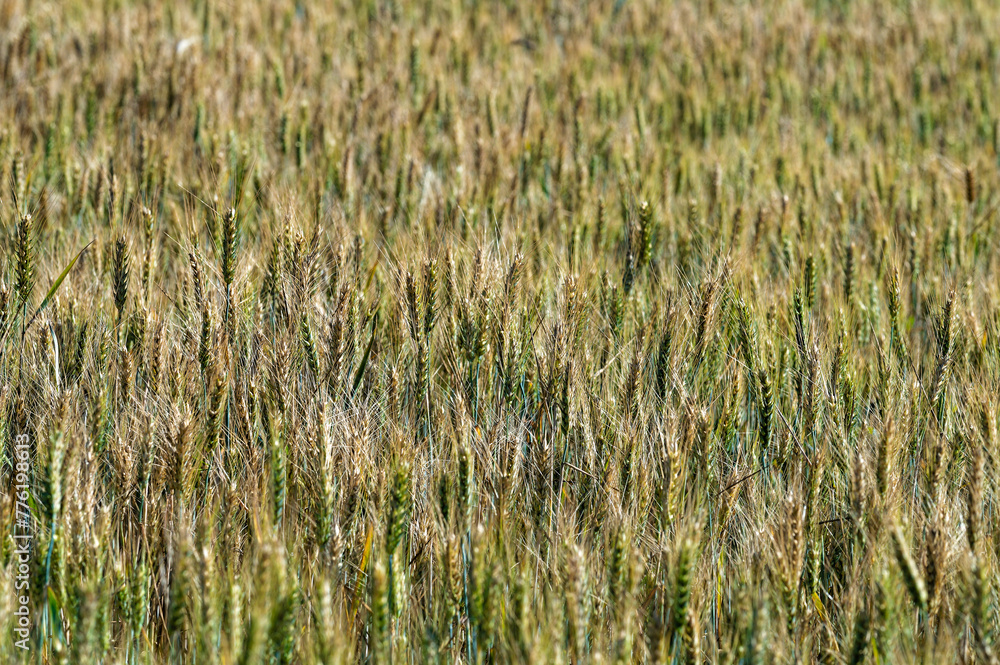 Partial view of wheat field in Greece Partial view of wheat field in Greece