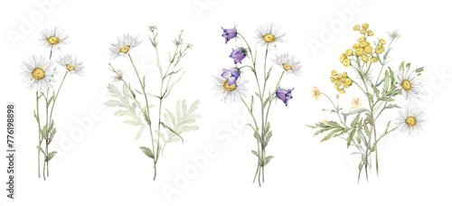 Watercolor botanical set of bouquets of summer meadow flowers. Hand drawn illustration of Chamomile and little violet bell. Yellow tansy and white daisy and blue bluebell on isolated background. photo