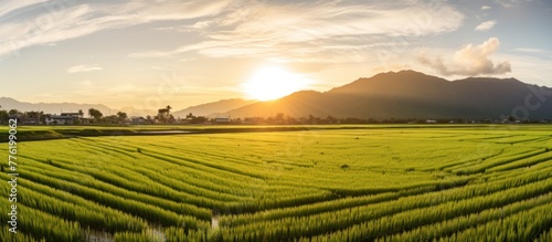 The Landscape View Of Beautiful Paddy Field With Sunrise At Brown Avenue