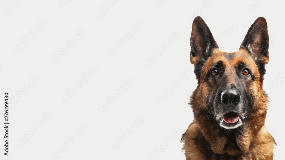 Portrait of a police dog isolated over white background