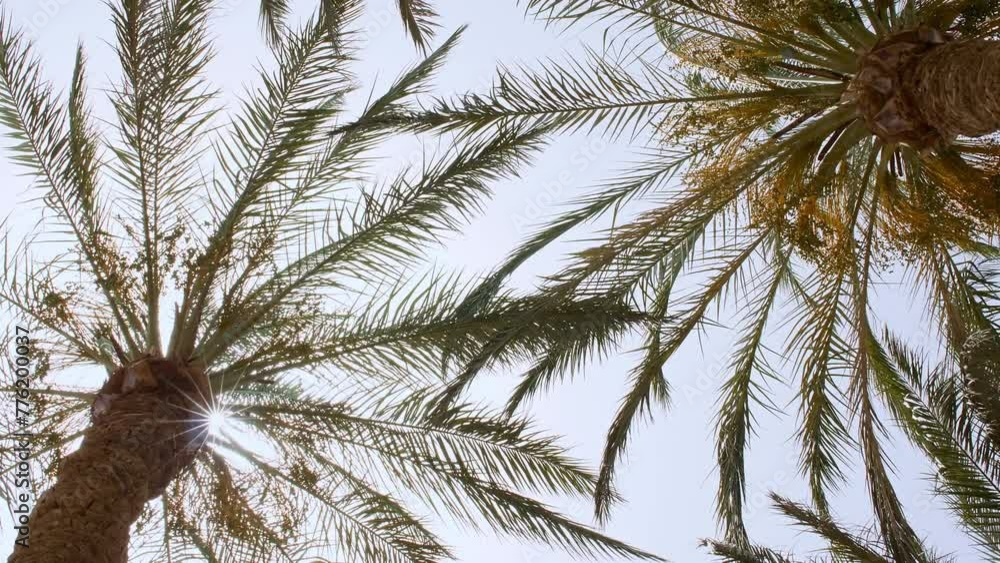 Green palm tree on blue sky background. Tropical coconut palm leaf trees at sunlight. Advertising, product, background picture. Summer background, slow motion. Looking Up. High quality 4k footage Green palm tree on blue sky background. Tropical coconut palm leaf trees at sunlight. Advertising, product, background picture. Summer background, slow motion. Looking Up. High quality 4k footage