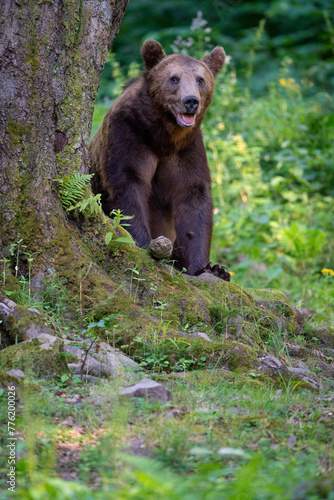 Brown bear in a forest. Before sunset. Portrait of a brown bear. Male/female. Green background, forest. With tree.