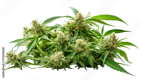 Cannabis isolated on transparent background, png