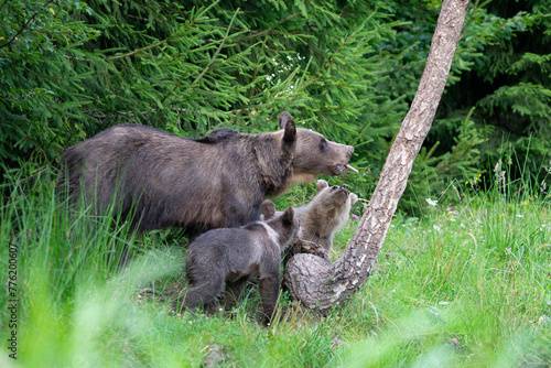 Brown bear in a forest. Before sunset. Portrait of a brown bear. Male female. Cubs with mother. Green background  forest. With tree.