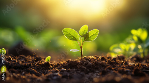 Young plants growing in soil with sunlight
