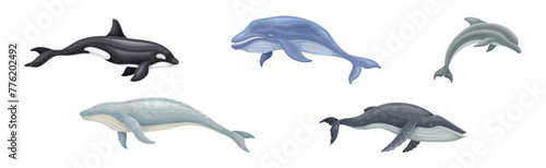Whale as Large Marine Mammal Swimming in the Ocean Vector Set