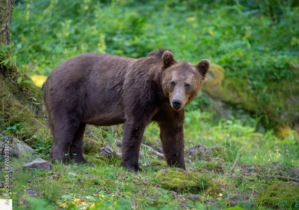 Brown bear in a forest. Before sunset. Portrait of a brown bear. Male/female. Green background, forest. With tree.