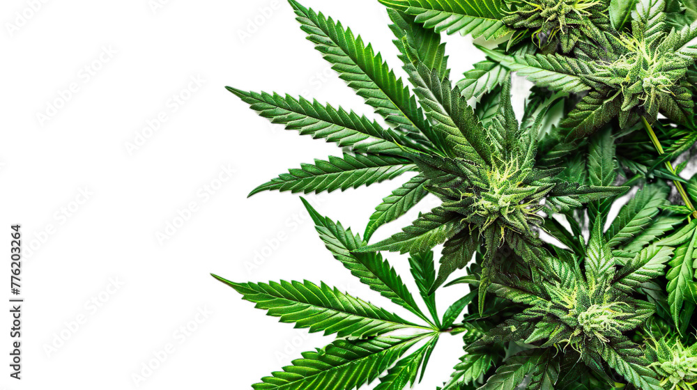 Cannabis isolated on transparent background, png Cannabis isolated on transparent background, png