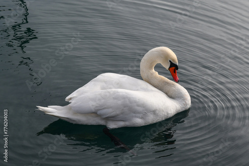 Portrait of a swan  Cygnus   a large flying bird of the waterfowl family Anatidae  on Lake Garda  Italy