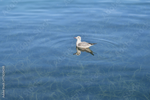 A young specimen of little gull (Hydrocoloeus minutus), the smallest species of gull in the world, swimming on the trasparent water of Lake Garda with a meadow of algae on the bottom, Sirmione, Italy