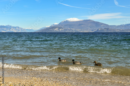 Three mallard ducks (Anas platyrhynchos) swimming on the shore of Lake Garda, in front of the Muses Beach, with Monte Baldo alpine mountain range in the background, Sirmione, Brescia, Lombardy, Italy