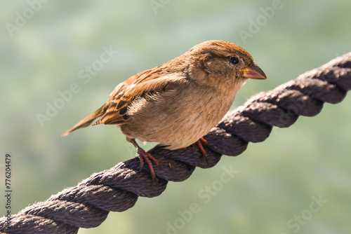 Portrait of a female of Italian sparrow (Passer italiae), a small chunky bird, with grey and brown plumage, on a rope, Sirmione, Brescia, Lombardy, Italy