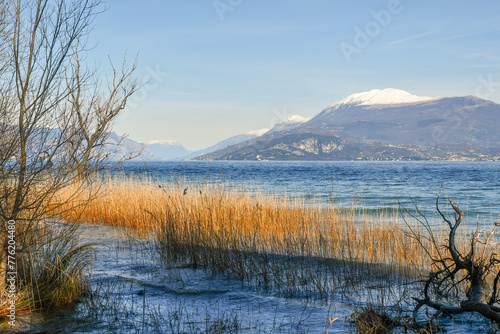 Marsh plants and reeds (Phragmites australis) on the shore of Lake Garda with Monte Baldo, a mountain range of the Italian Alps, in the background, Sirmione, Brescia, Lombardy, Italy