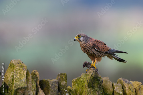 Male Kestrel, Falco Tinnunculus, perched on a dry stone wall