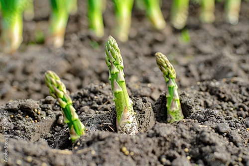 Organic farming asparagus in soil.