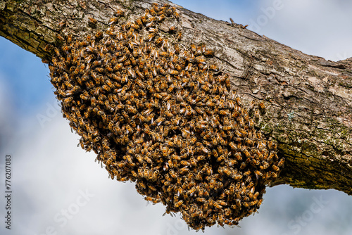 Bee Swarm on Tree