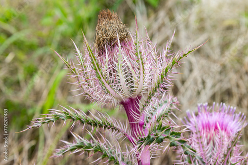 Close0up of a bull thistle flower. photo