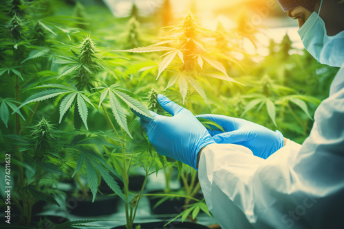 Wallpaper Mural Close up hands of scientist with gloves checking hemp plants in a greenhouse. Concept of herbal alternative medicine. Torontodigital.ca