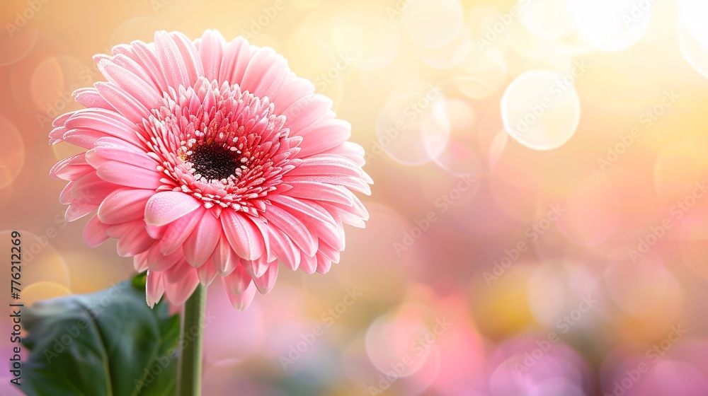 A wonderful flower on background, a sight of pure beauty. Colorful and vibrant, it's a beautiful natural sight. A wonderful flower on background, a sight of pure beauty. Colorful and vibrant, it's a beautiful natural sight.