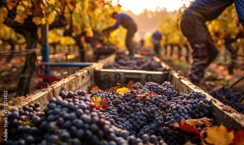 Harvest workers picking grapes in vineyard