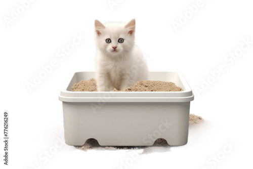 Serene White Kitten Perched in Litter Box.