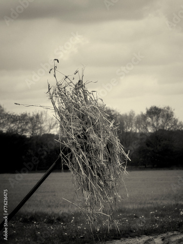 Black and white sepia toned retro image of hay on a pitchfork in a rural setting invoking a Victorian, Edwardian or 1940s wartime style photograph photo