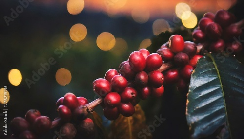 galhos com grãos de café na plantação durante a noite, luzes belas, agro