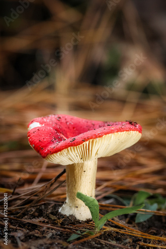 Red Mushroom