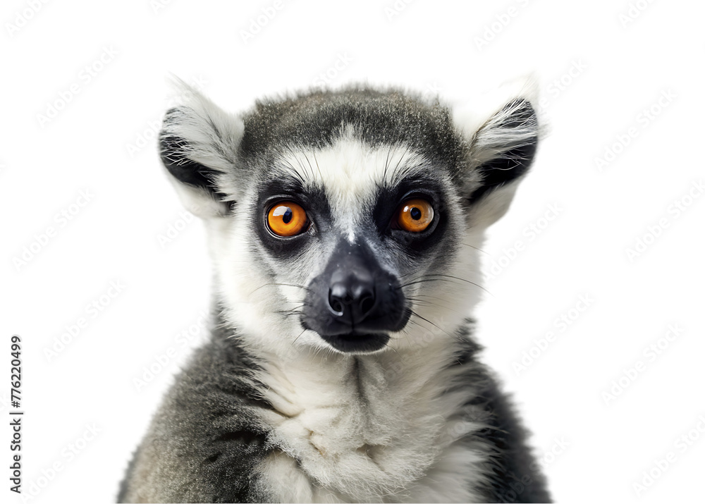 Obraz premium Primate catta lemur transparent background