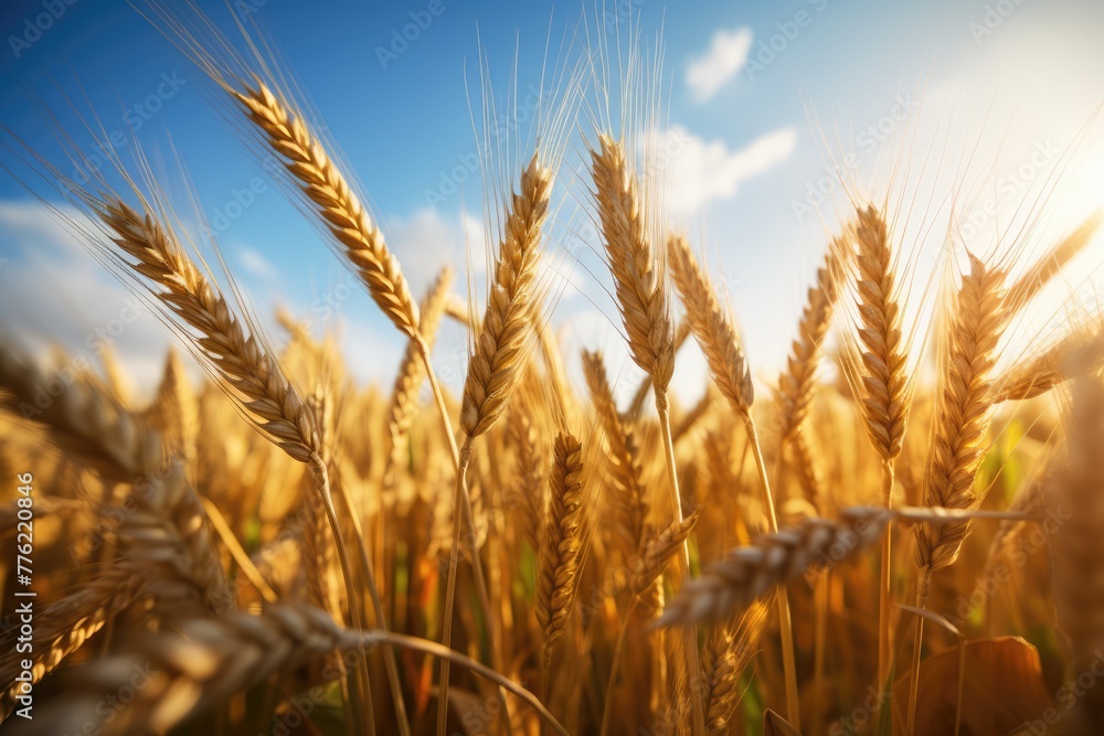 View of wheat field. Wheat ready for harvest on the field View of wheat field. Wheat ready for harvest on the field