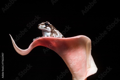 The Mission golden-eyed tree frog or Amazon milk frog (Trachycephalus resinifictrix) is a large species of arboreal frog native to the Amazon Rainforest in South America photo