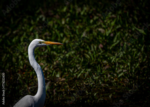 Egret Profile
