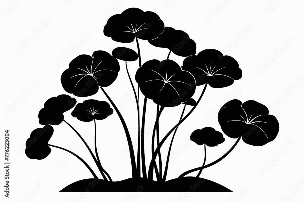 indian pennywort silhouette black vector illustration