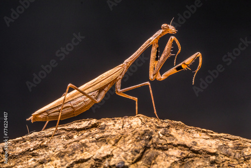 The European mantis (Mantis religiosa) is a large hemimetabolic insect in the family of the Mantidae