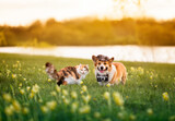 furry friends red cat and cheerful corgi dog reporter in a cap and with a retro camera on a green meadow on a sunny spring day