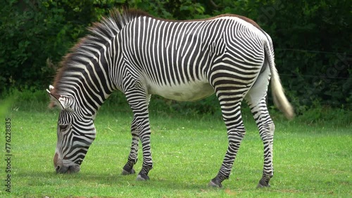 Grévy's zebra (Equus grevyi), also known as the imperial zebra, 4k clip, Grévy's zebra Endangered  photo