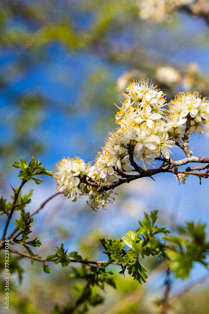 Branche de prunier en fleurs au début du printemps au bord d’un chemin près de Rieux-Volvestre