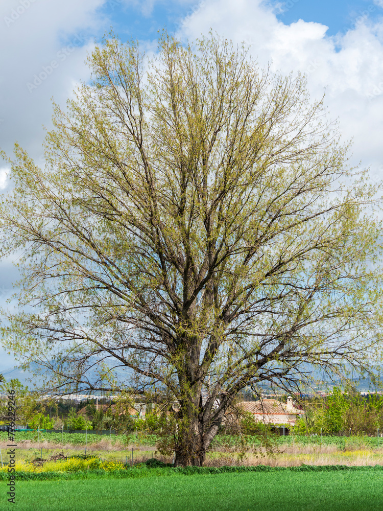 Gran árbol solitario en el campo al final de invierno con el cielo y las nubes de fondo Gran árbol solitario en el campo al final de invierno con el cielo y las nubes de fondo