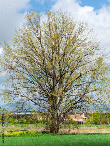 Gran árbol solitario en el campo al final de invierno con el cielo y las nubes de fondo