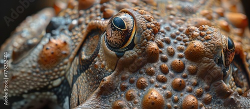 Camouflaged Frogs Warty Skin A CloseUp of Amphibian Defense