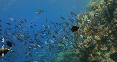 Coral reef and different kinds of fish in the Sea. photo