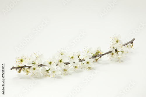Blühende Schlehe (Prunus spinosa) oder Schwarzdorn
