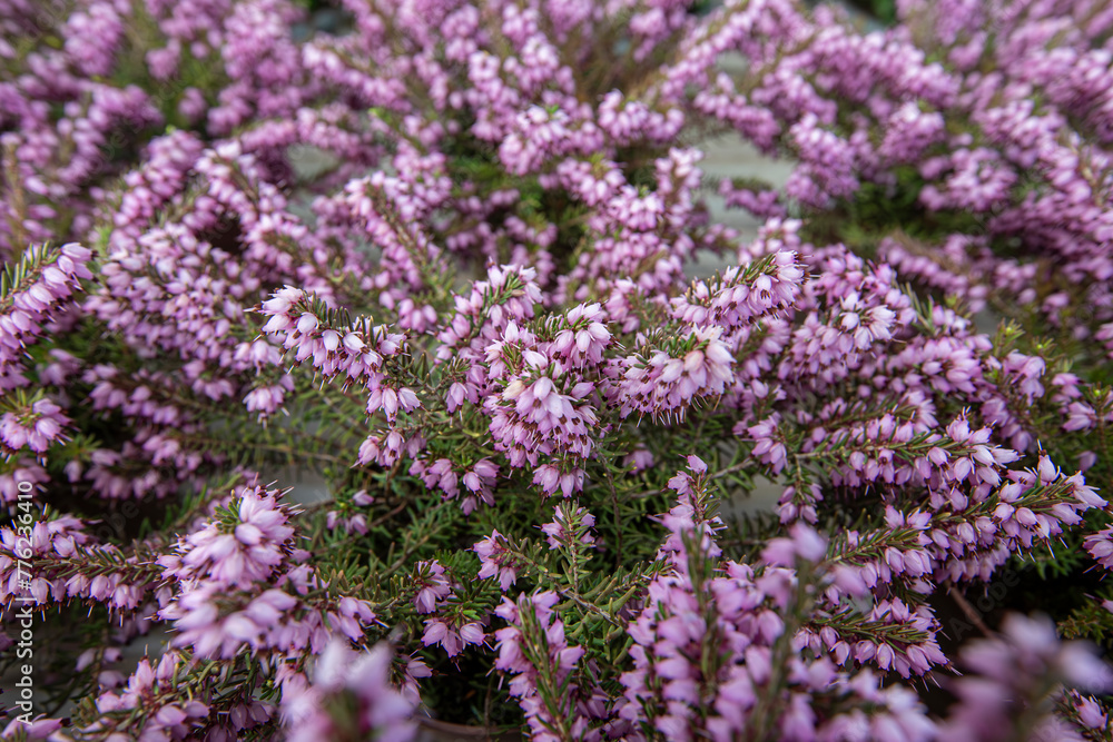 Close up flowering Calluna vulgaris, common shrub ling or simply shrub Selective focus of purple flowers on floral background in field Close up flowering Calluna vulgaris, common shrub ling or simply shrub Selective focus of purple flowers on floral background in field