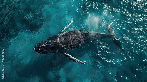 A small humpback whale frolics near the ocean's surface, its sleek body gliding through the crystal-clear water.