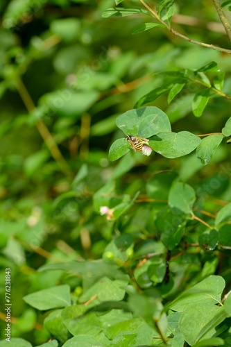 The wasp sits on a pink blossom.